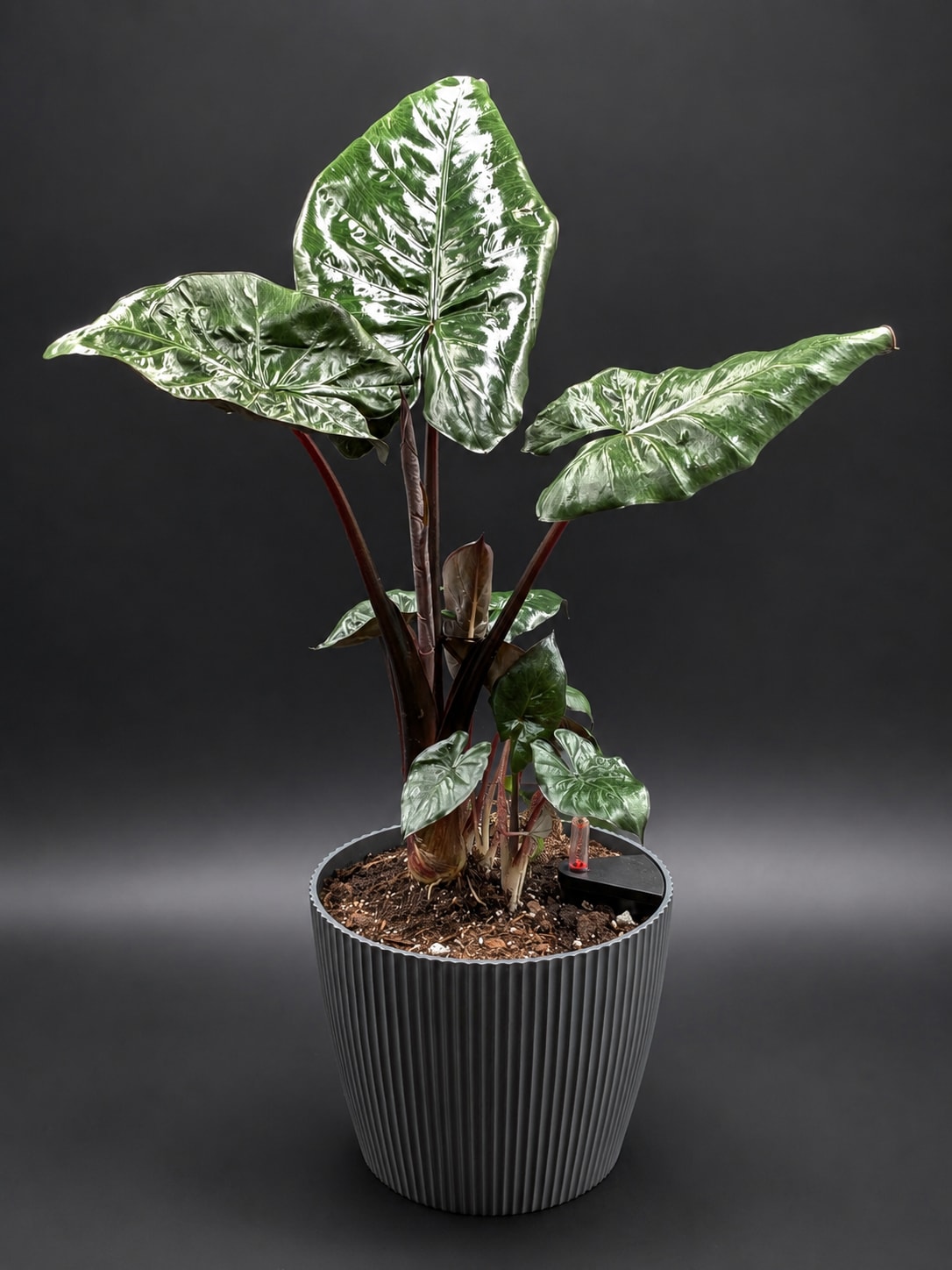 Potted tropical plant with large glossy green leaves in a ribbed gray planter