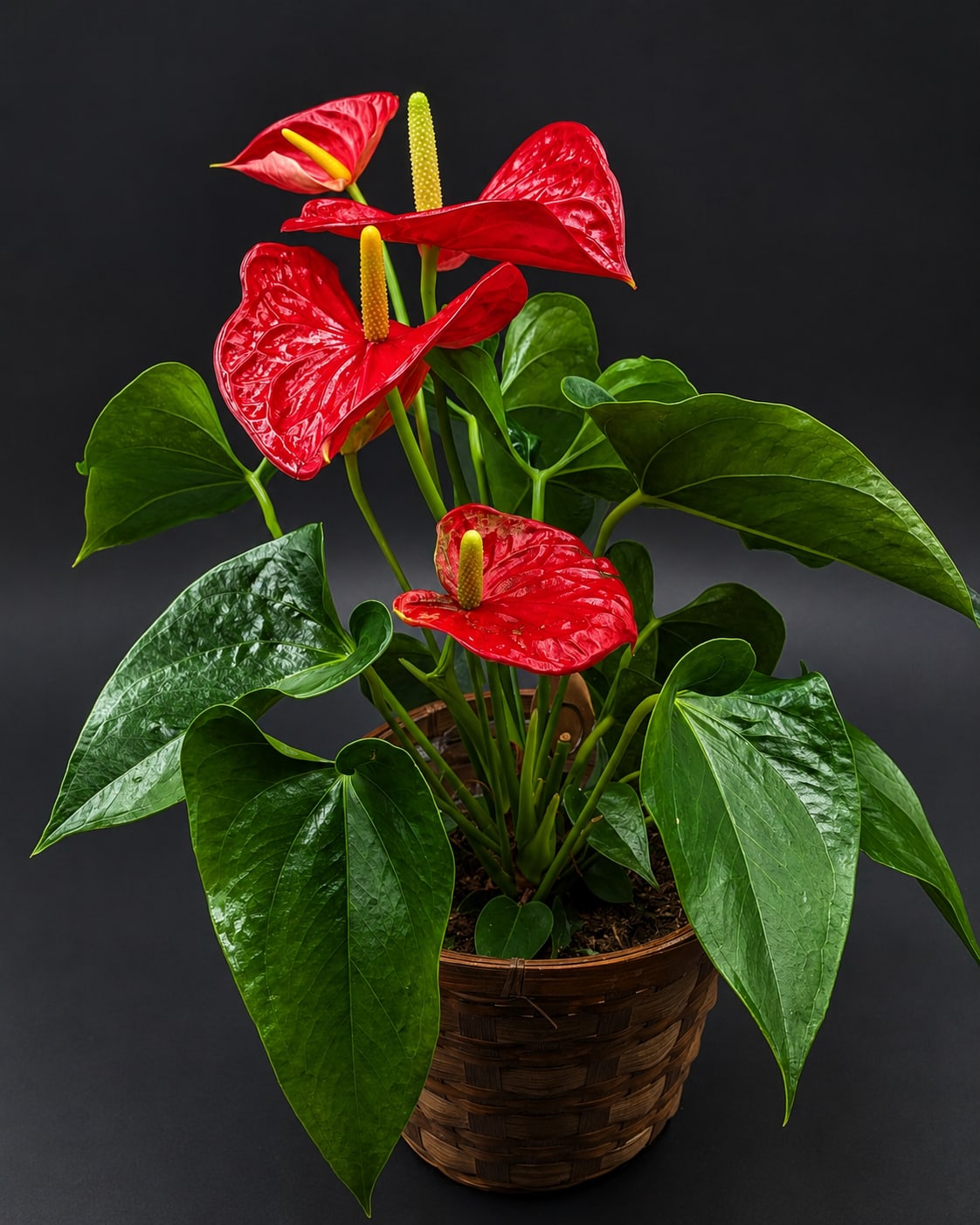 Red anthurium plant in a woven basket pot