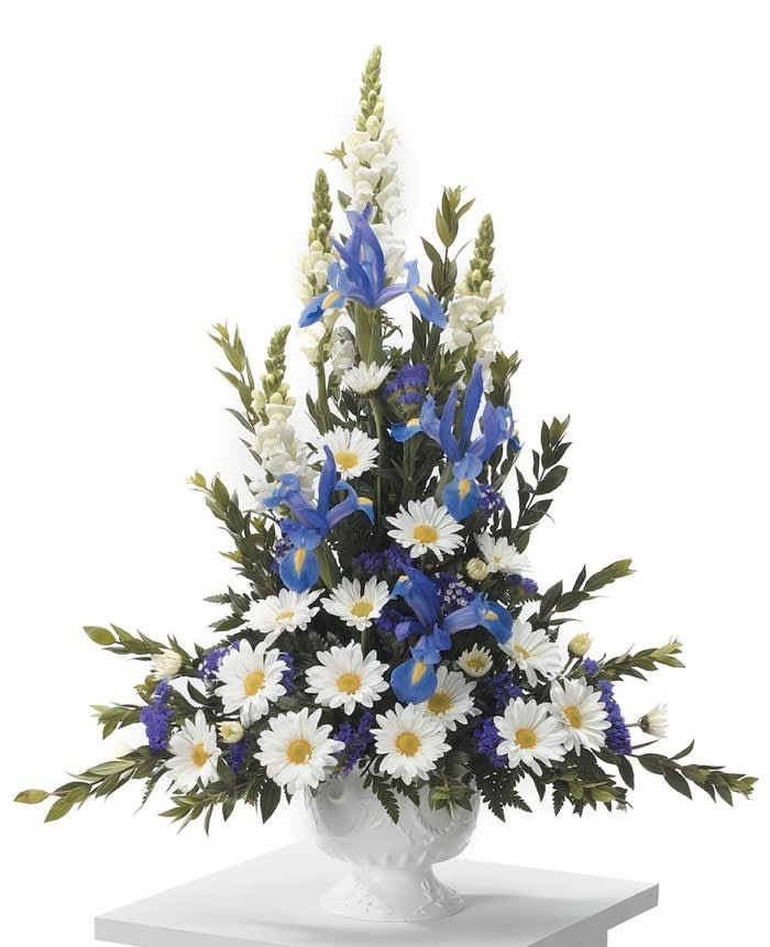 White daisies and blue irises in a white urn arrangement