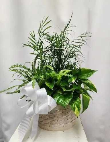 Basket Garden - A mix of green plants planted in a basket appropriate for any service, and something the family can keep.  Baskets may be done in shades of white or shades of tan based on availability.   The plants are selected by the designer based on availability during each season. The baskets are approximately 8" to 10" in size.