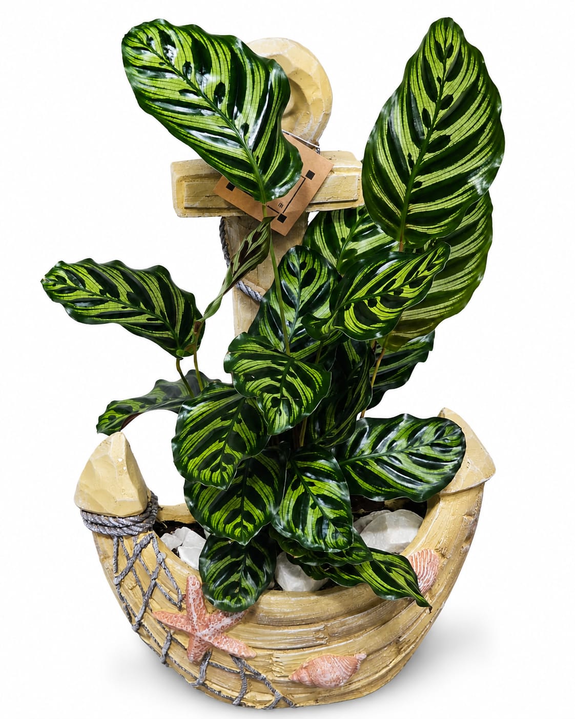 Potted tropical plant with striped green leaves in a decorative boat-shaped planter