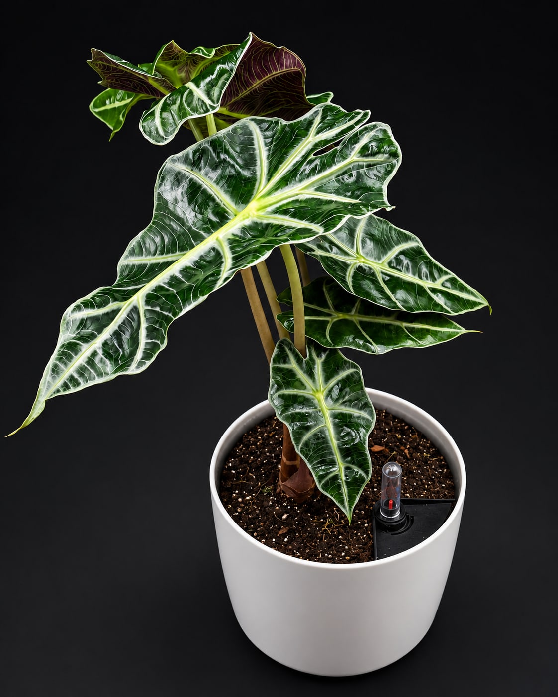 Potted tropical plant with large variegated leaves in a white planter