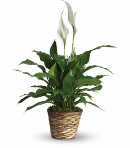 Potted peace lily plant with white blooms in a woven basket