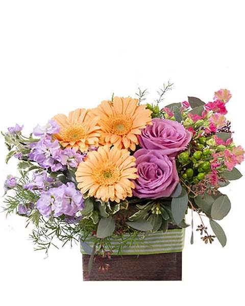 Mixed bouquet with peach gerberas, purple roses, and lavender flowers in a striped box