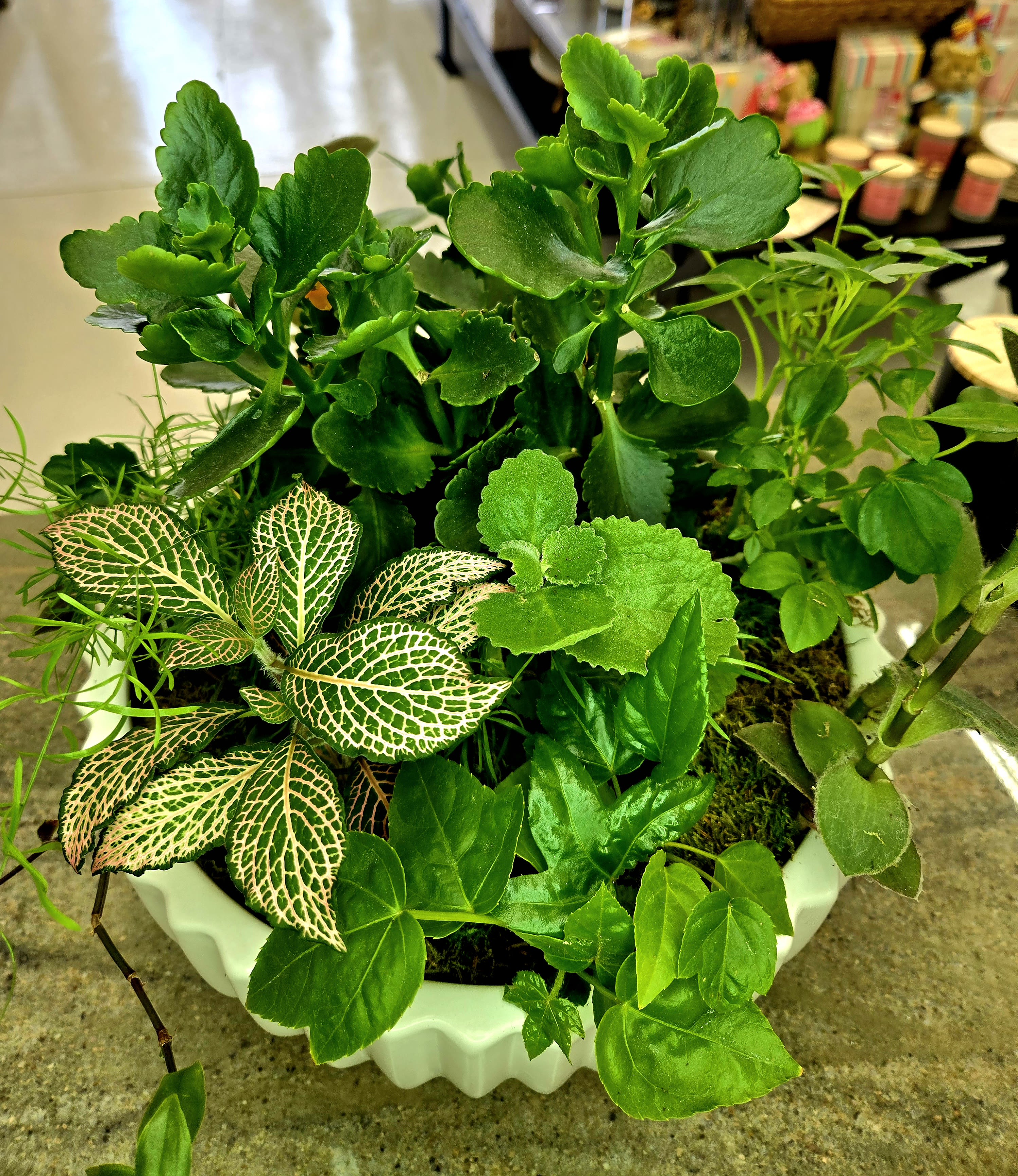 Potted arrangement of assorted green houseplants in a white container