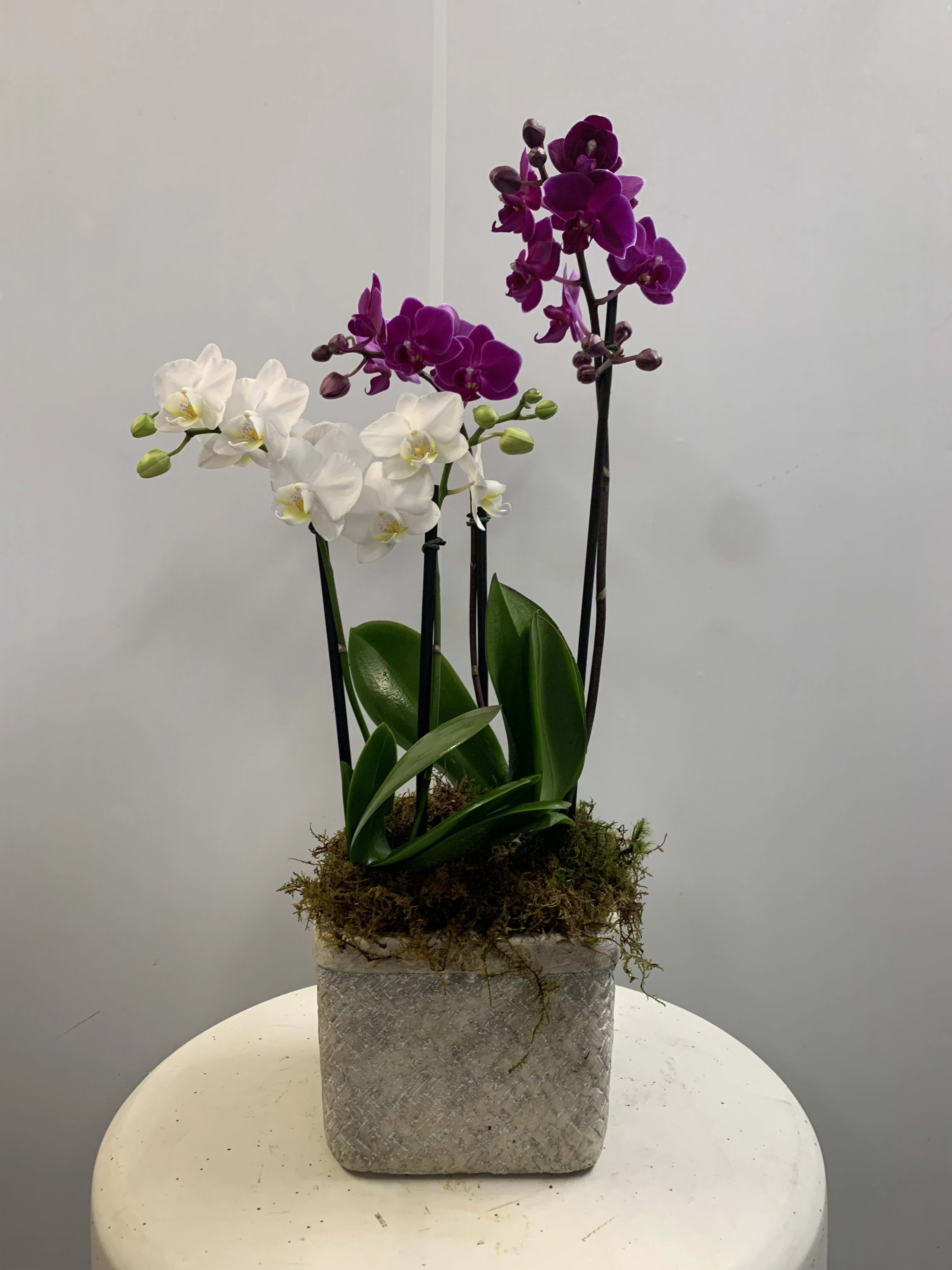 Potted orchids with white and purple blooms in a square stone planter