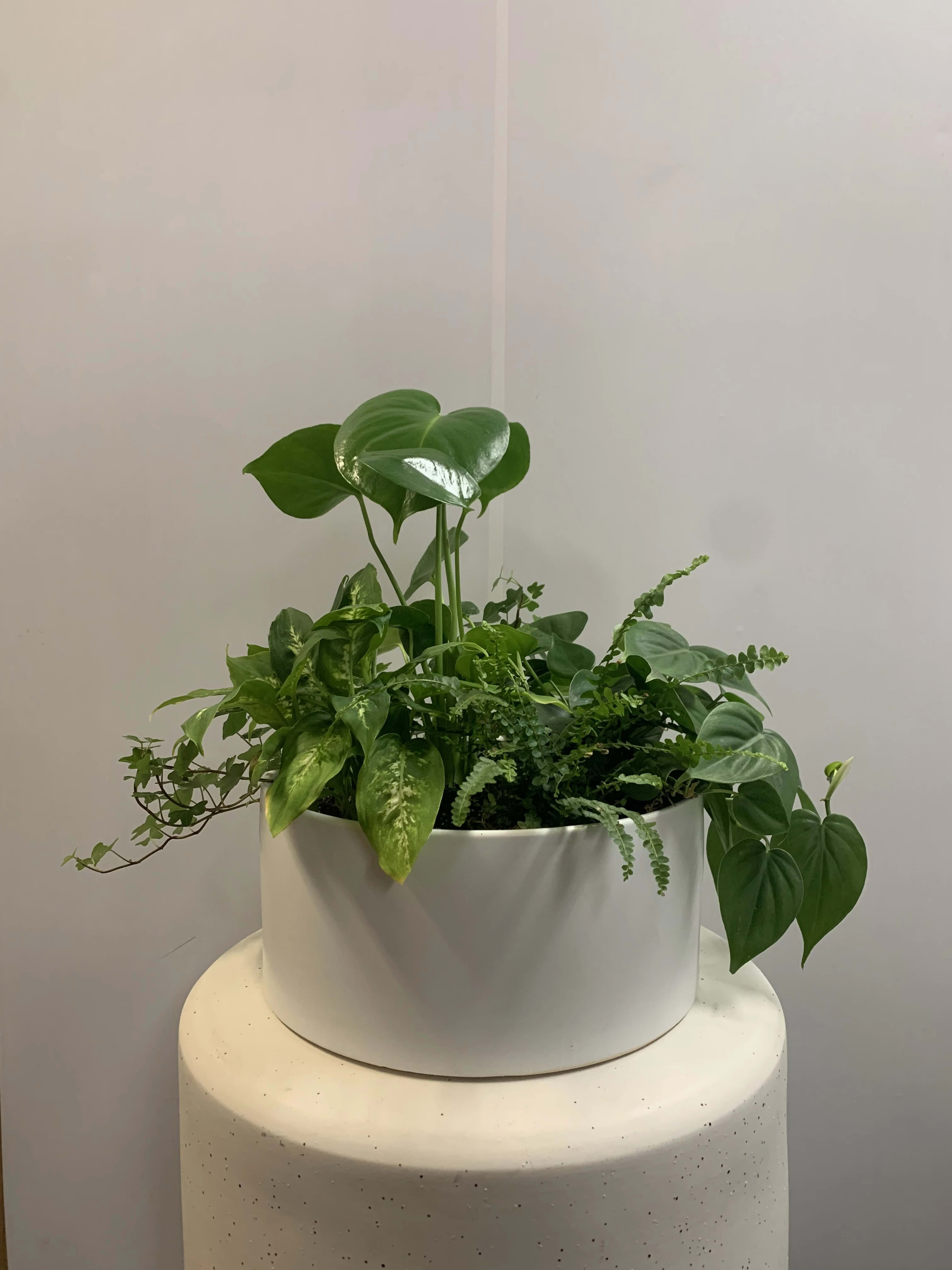 A lush green potted plant arrangement in a white container