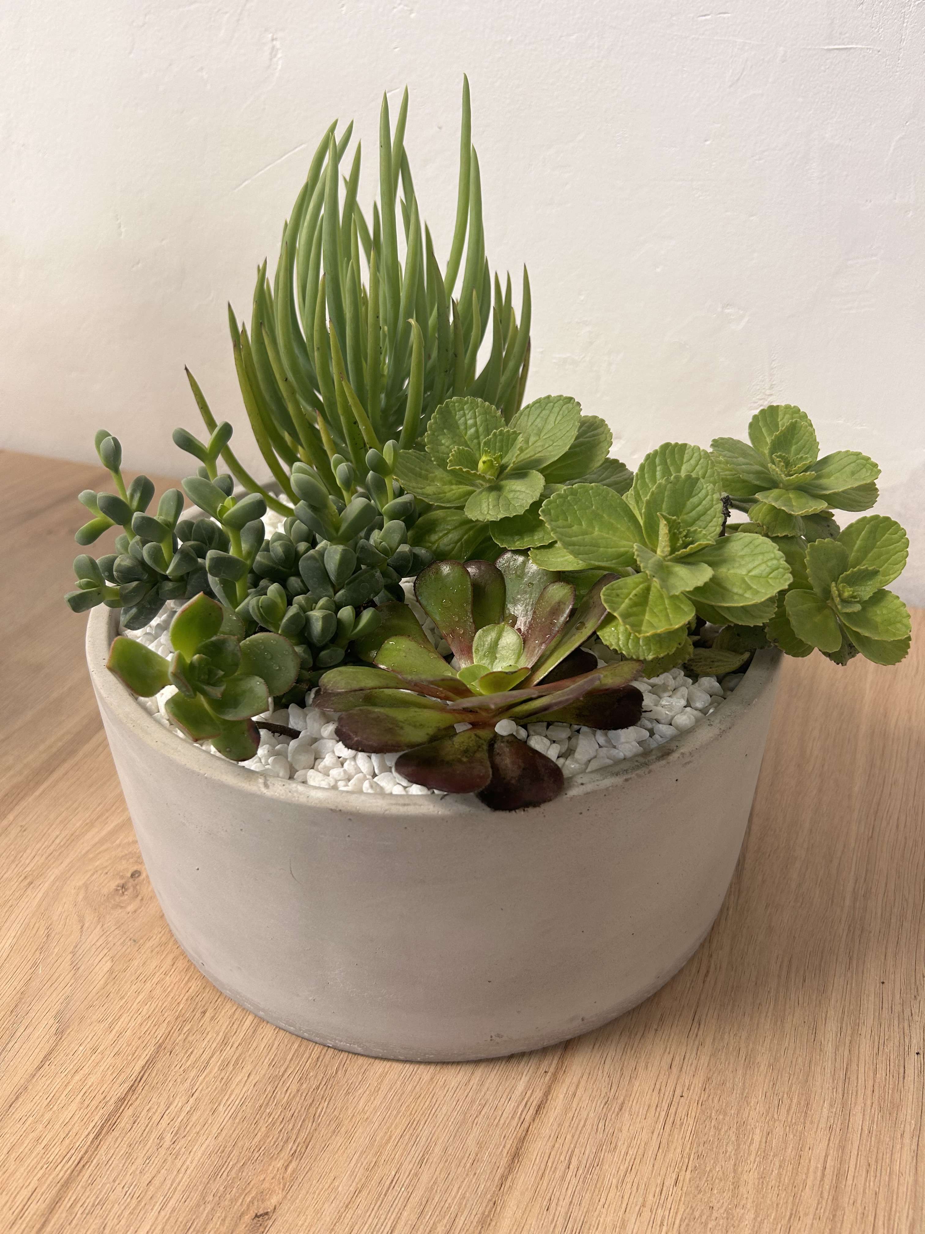 Mixed succulent planter in a white ceramic bowl with white pebbles