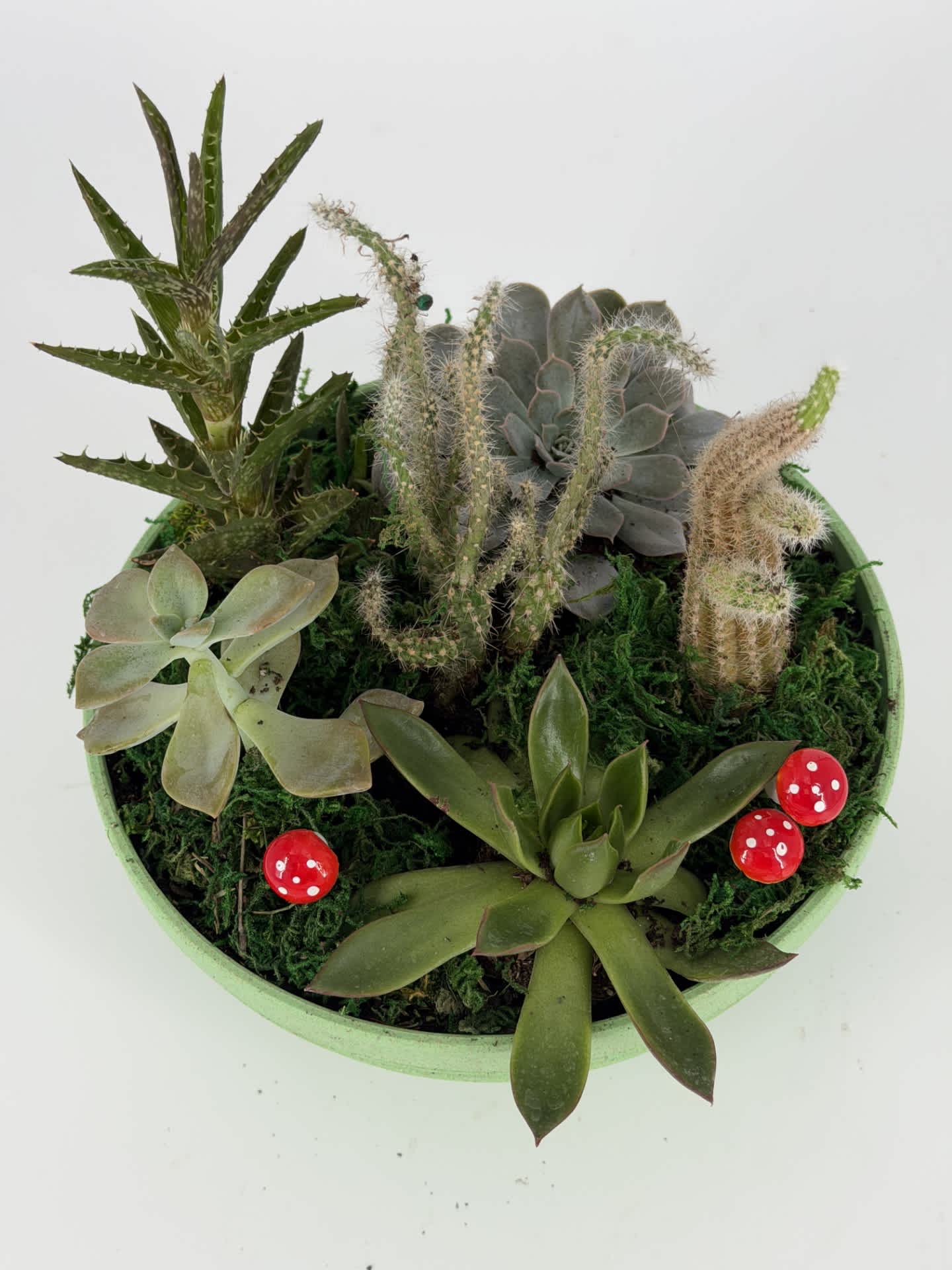 Succulent planter in a shallow green bowl with red mushroom decorations