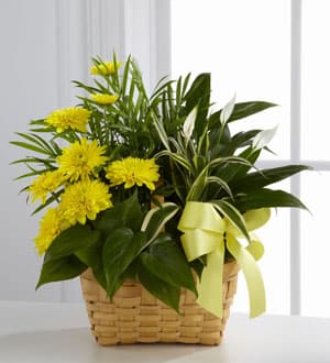 Yellow chrysanthemums in a woven basket with a ribbon bow