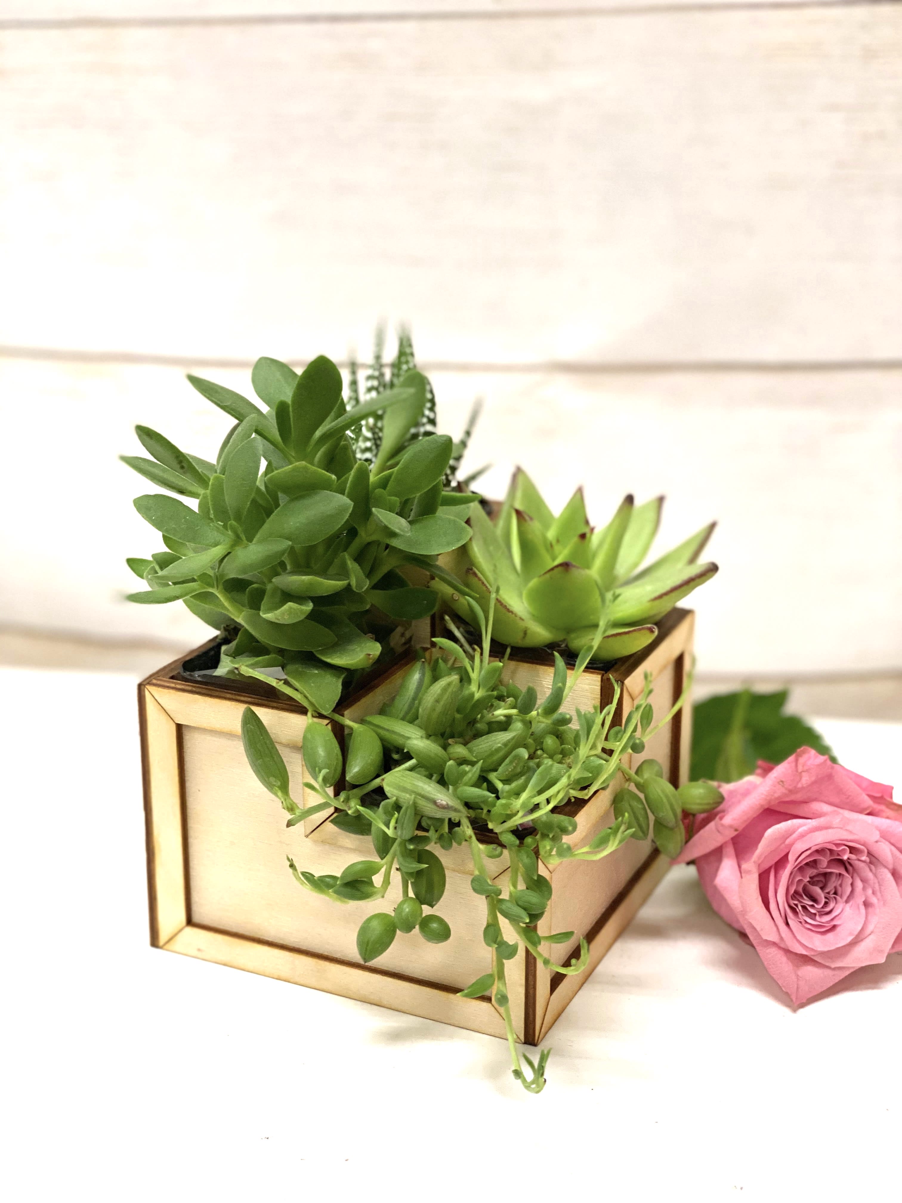 Wooden box planter filled with assorted green succulents next to a single pink rose on a white surface