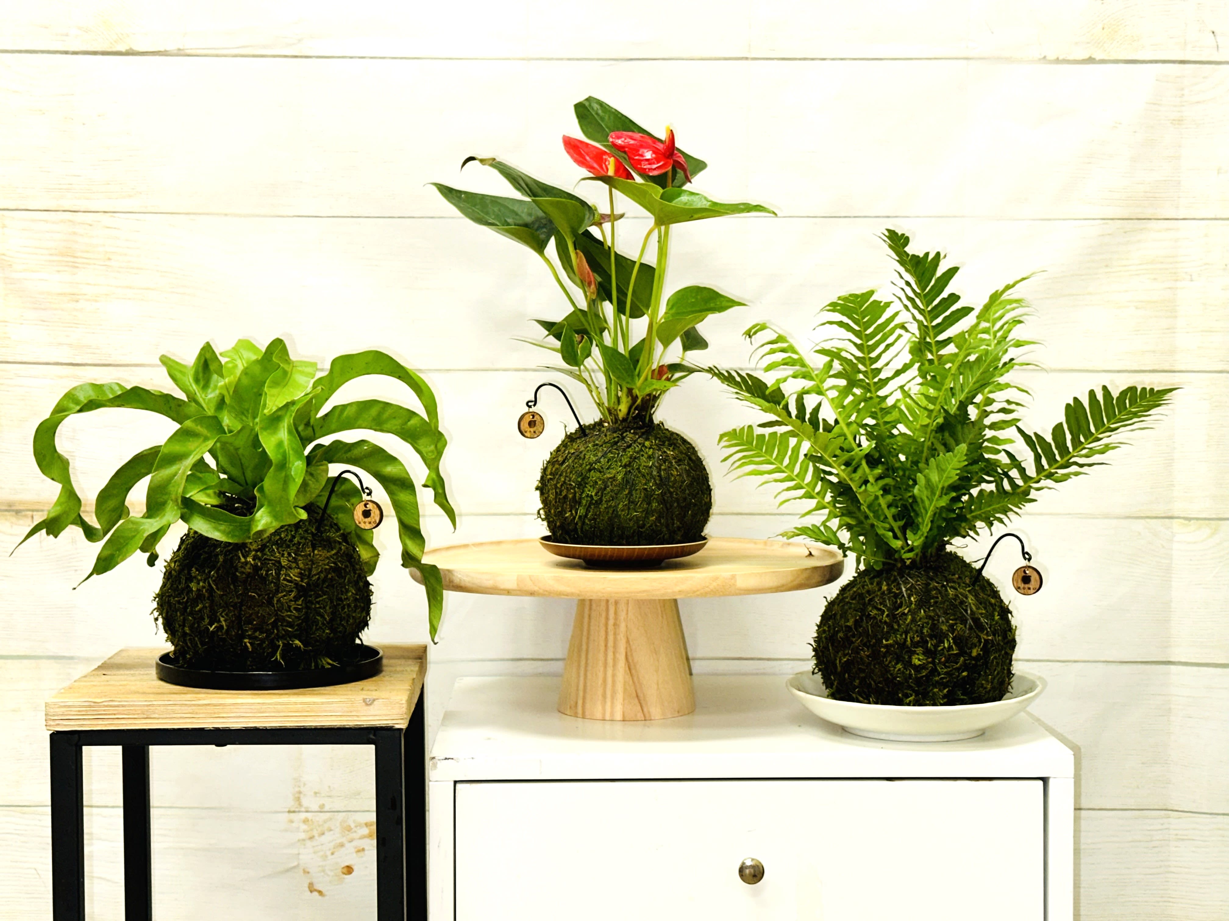 Three moss ball potted plants displayed on small stands and a cabinet.