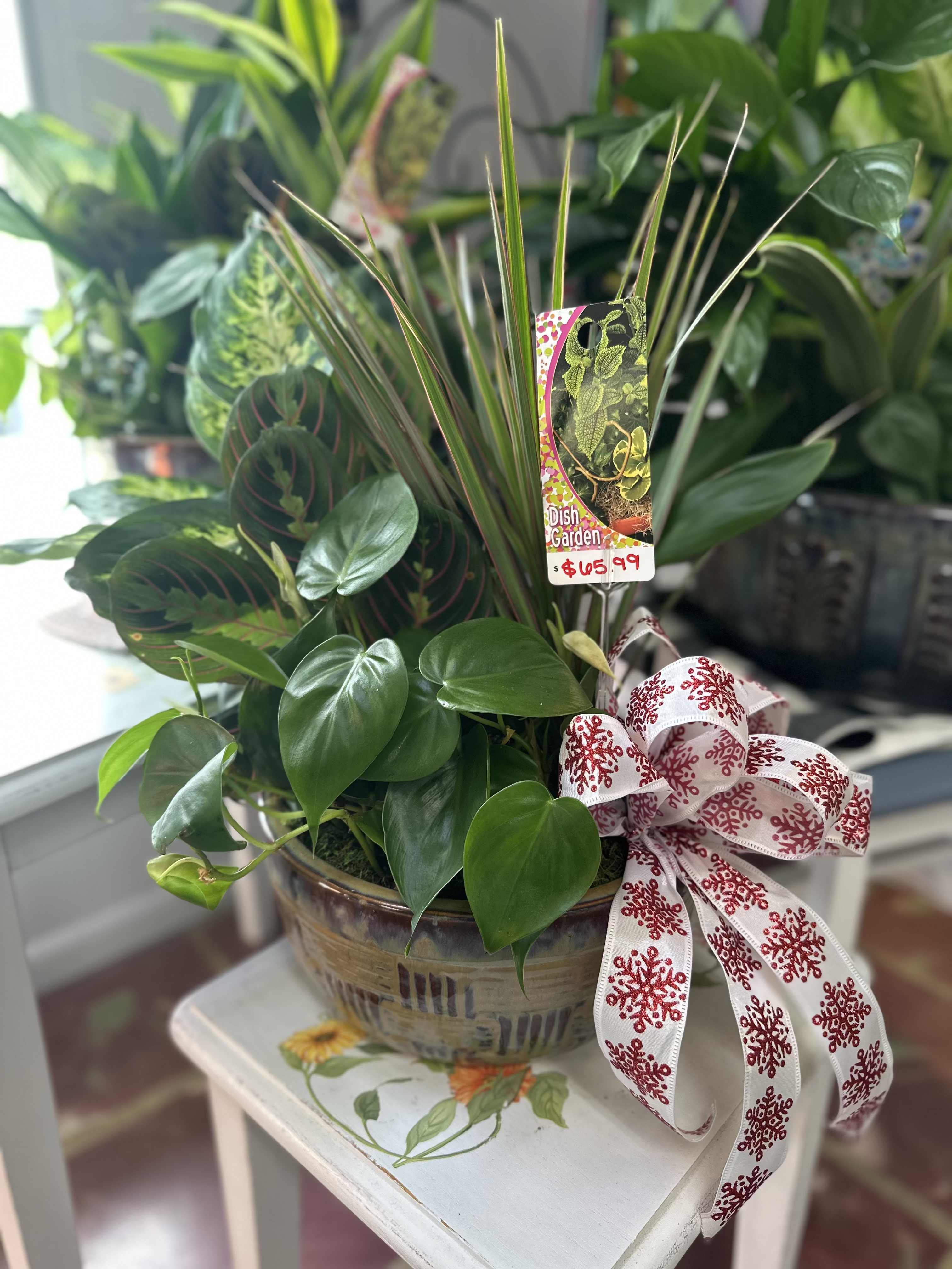 Potted mixed houseplant arrangement in a ceramic bowl with a decorative ribbon