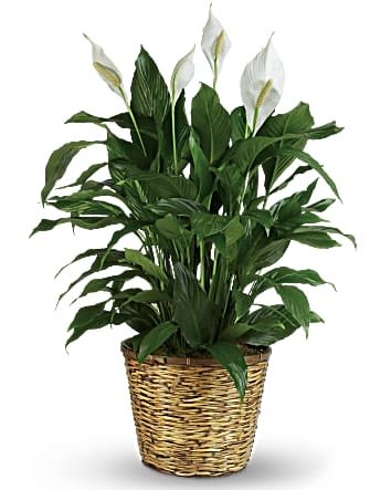 Potted peace lily in a woven basket planter