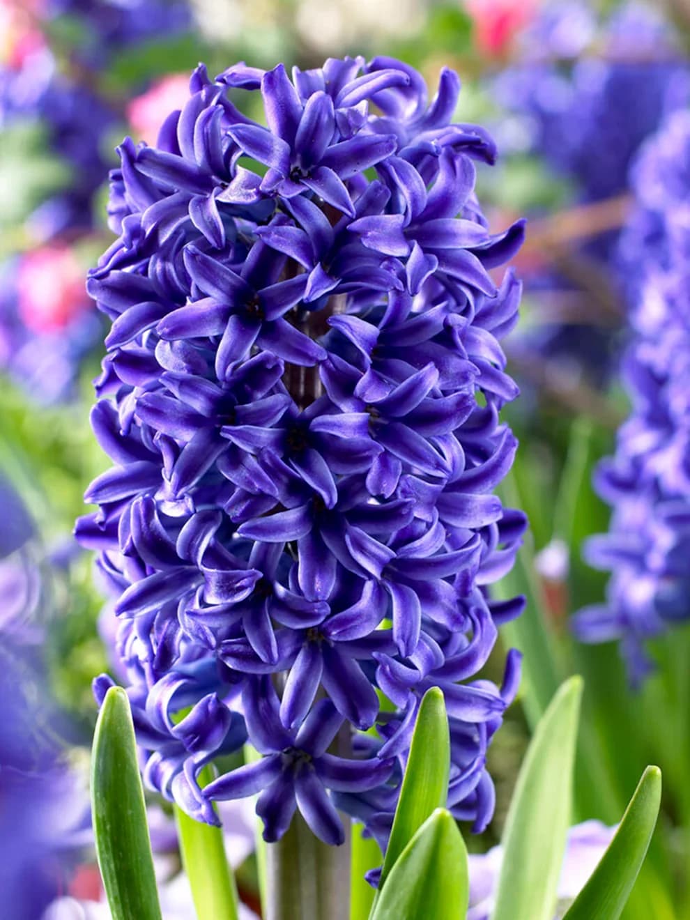 Purple hyacinth flower spike with green leaves