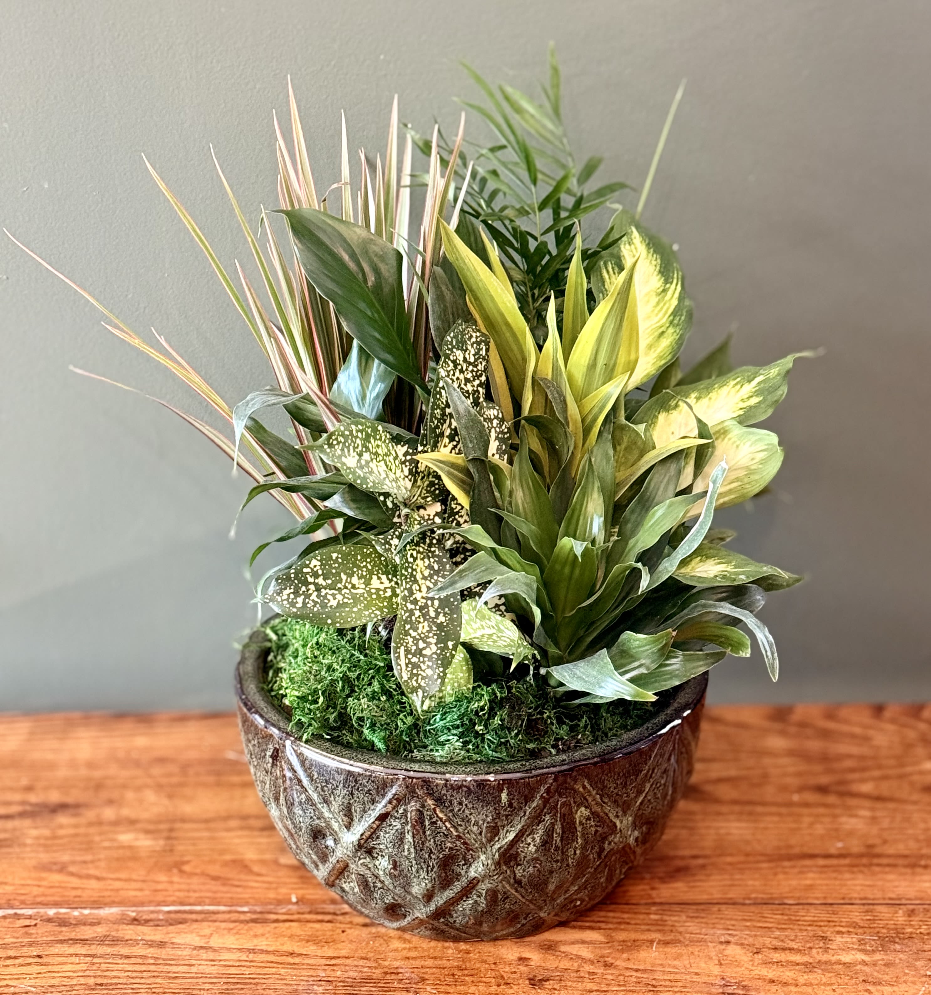 Tropical potted plant arrangement in a textured ceramic bowl