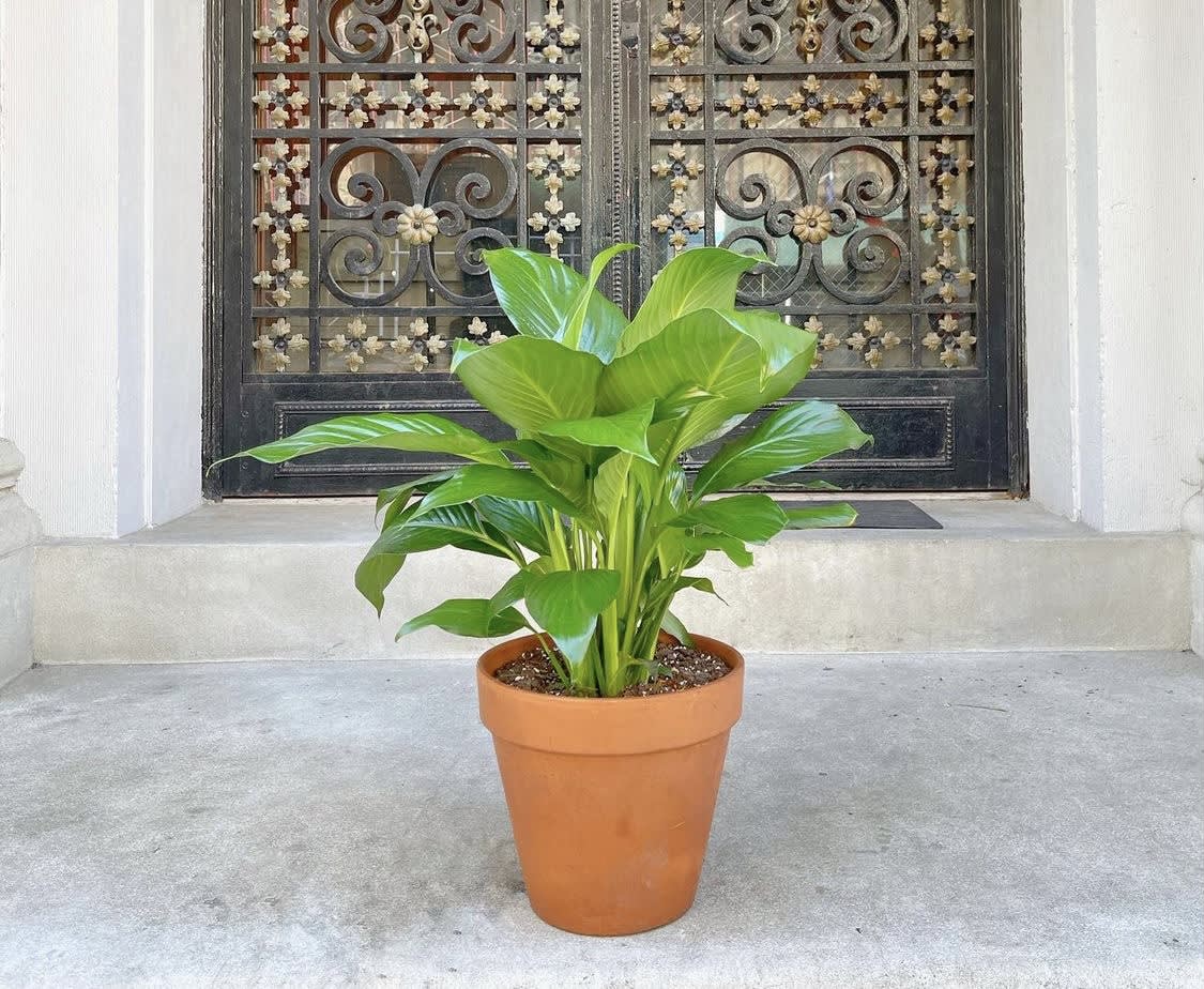 Potted green plant in a terracotta pot