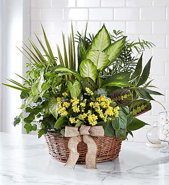 Basket of mixed green plants with small yellow flowers and a burlap bow.
