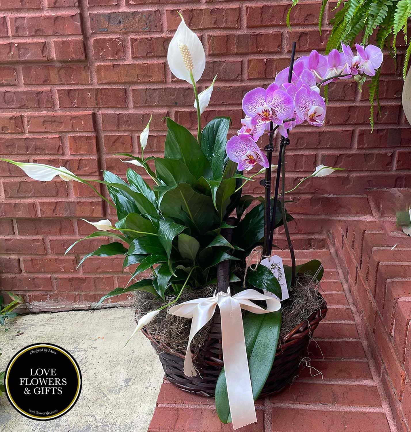 Basket garden with white peace lily and purple phalaenopsis orchids tied with a white ribbon bow