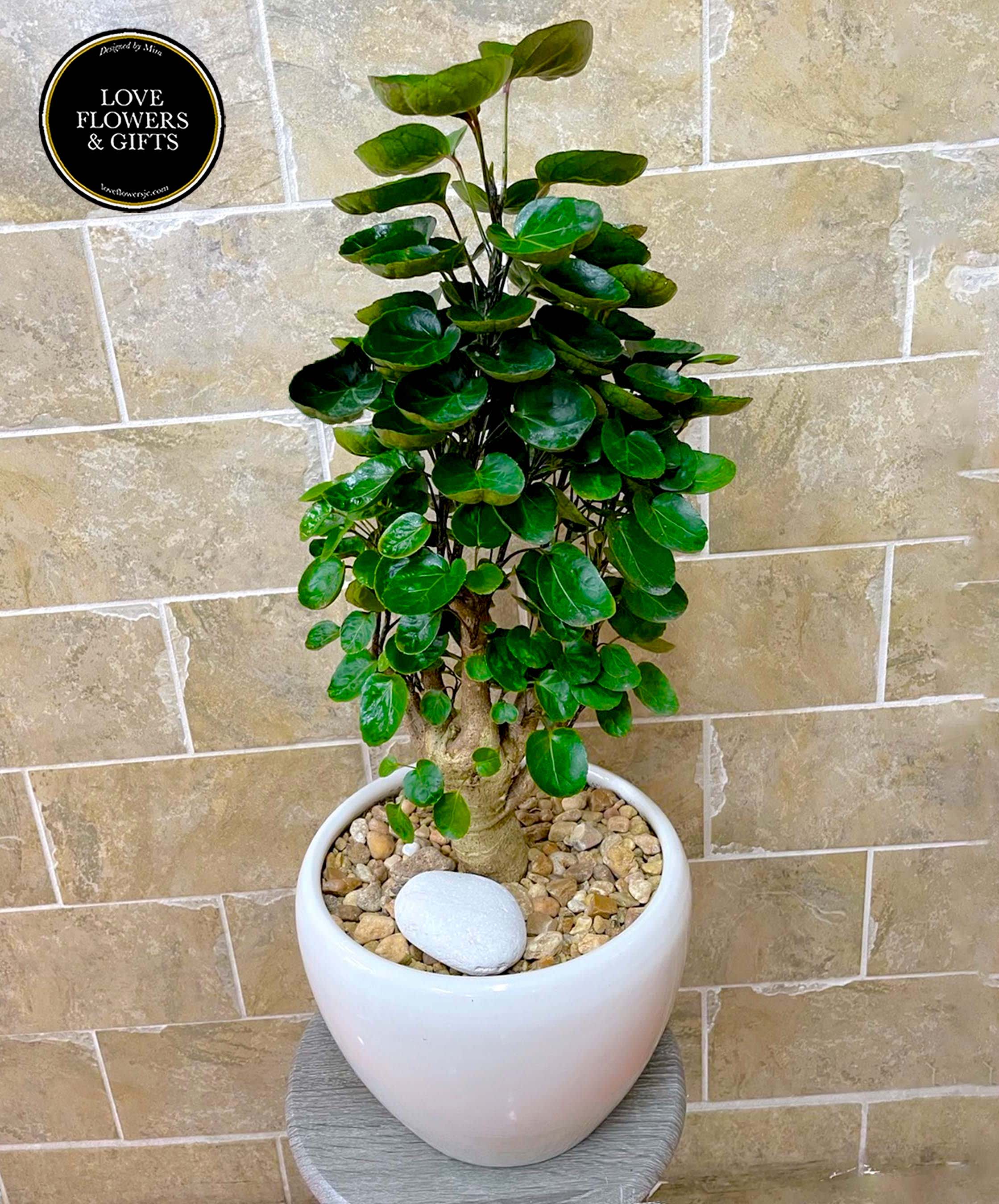 Aralia Fabian Bonsai  - Aralia Fabian Bonsai potted in ceramic pot. Seasonally available 