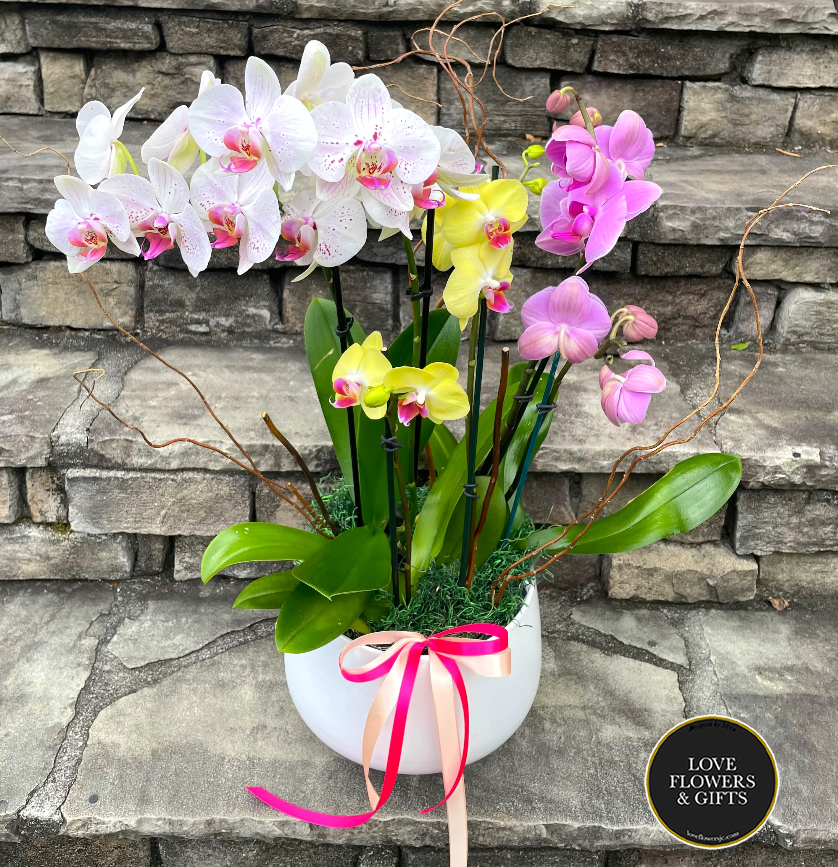White bowl planter with white, yellow, and pink phalaenopsis orchids tied with pink and peach ribbons