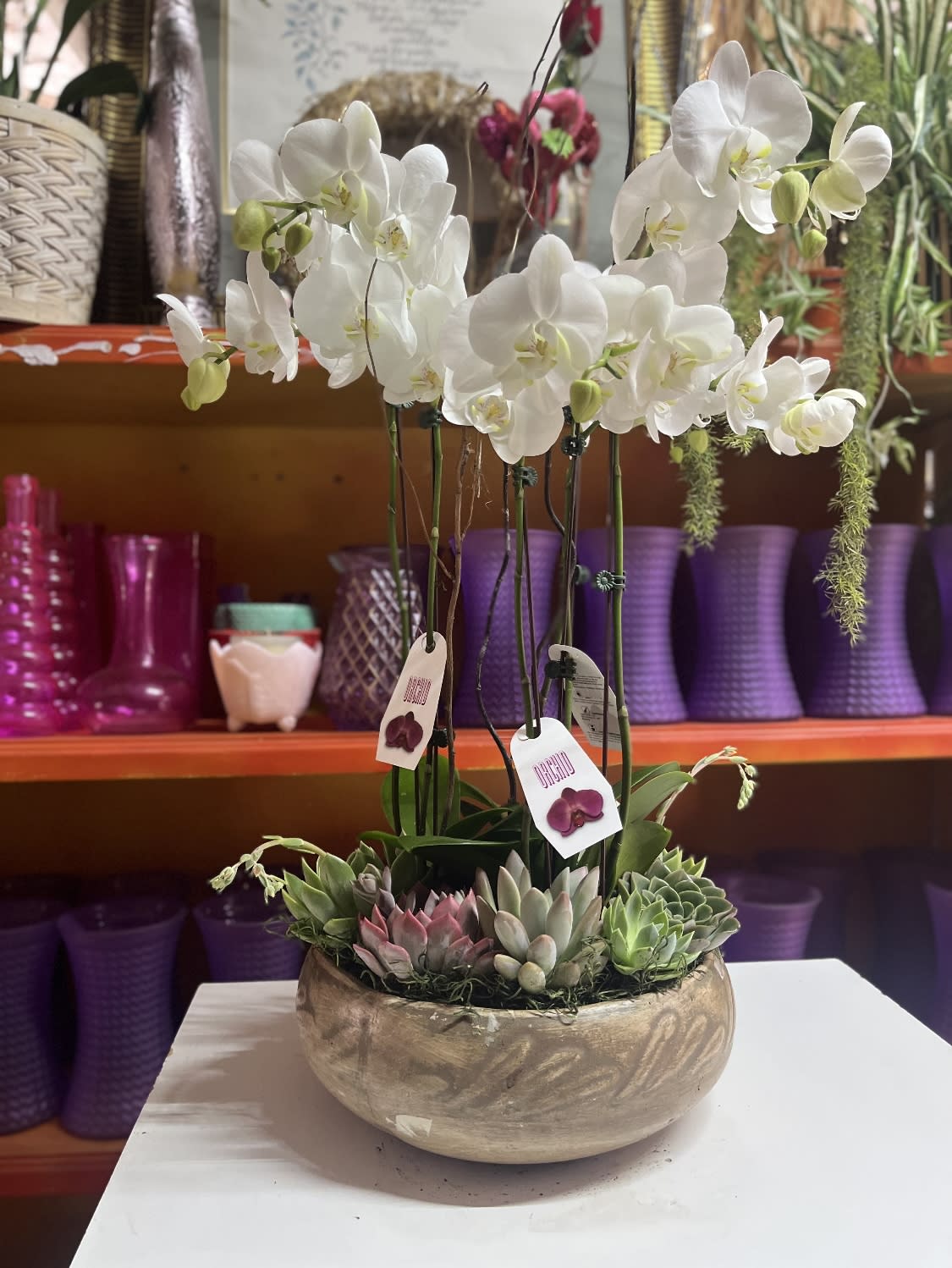 ORCHIDS AND SUCCULENT Rustic  - Breath taking beautiful phalaenopsis orchids accented by an assortment of succulents