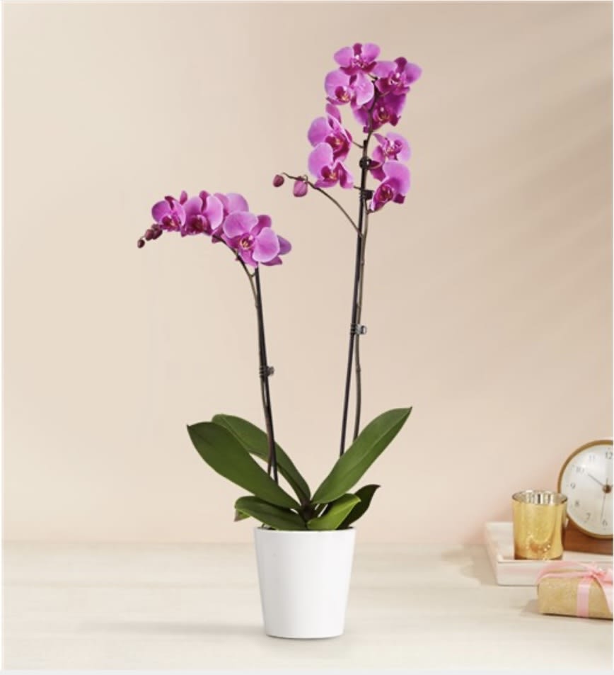 Potted purple orchid with two tall stems in a white planter