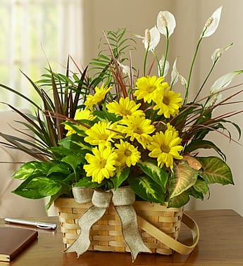 Dish Garden with Fresh Cut Flowers - Product ID: 1870  Send your warmest regards with an elegant dish garden that combines the fragrance of a fresh bouquet with the lasting beauty of indoor plants. Our expert floral designers use a variety of lush green plants to create an attractive indoor garden and top it off with freshly cut blooms to send a lasting memory of you. Truly original dish garden arrangement of green plants, hand-designed and embellished with fresh-cut blooms Our florists select only the finest quality plants and freshest flowers available, so types and varieties may vary Planters may vary due to regional availability Large measures overall approximately 16"H x 8"D Medium measures overall approximately 14"H x 7"D Small measures overall approximately 12"H x 6"D