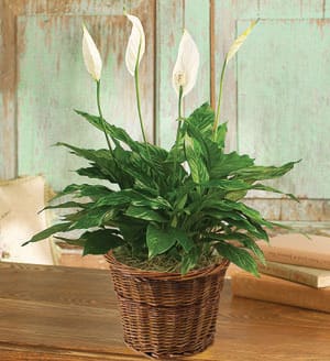 PEACE LILY FLOOR PLANT 6"D - Product ID: 99202   A serene beauty, the Spathiphyllum--also known as the "peace plant"--is prized for its exuberant green leaves and graceful white blooms. Set by our florists in a classic basket floor planter, it makes a lasting impression for housewamings, get well wishes or just to say "thanks." Spathiphyllum (spey-thuh-fil-uhm) plant features sword-like leaves and fragrant white flowers.