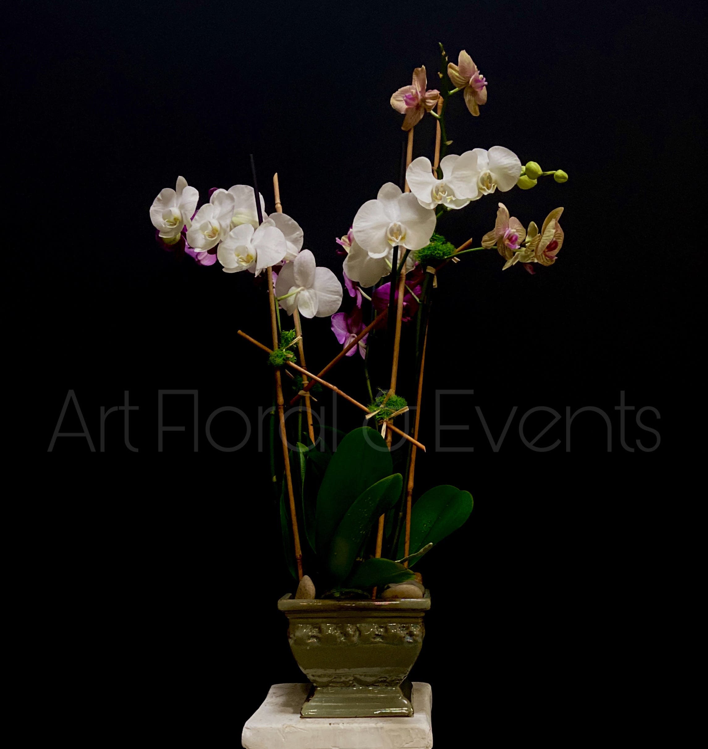 Tall orchid arrangement in a green ceramic pot
