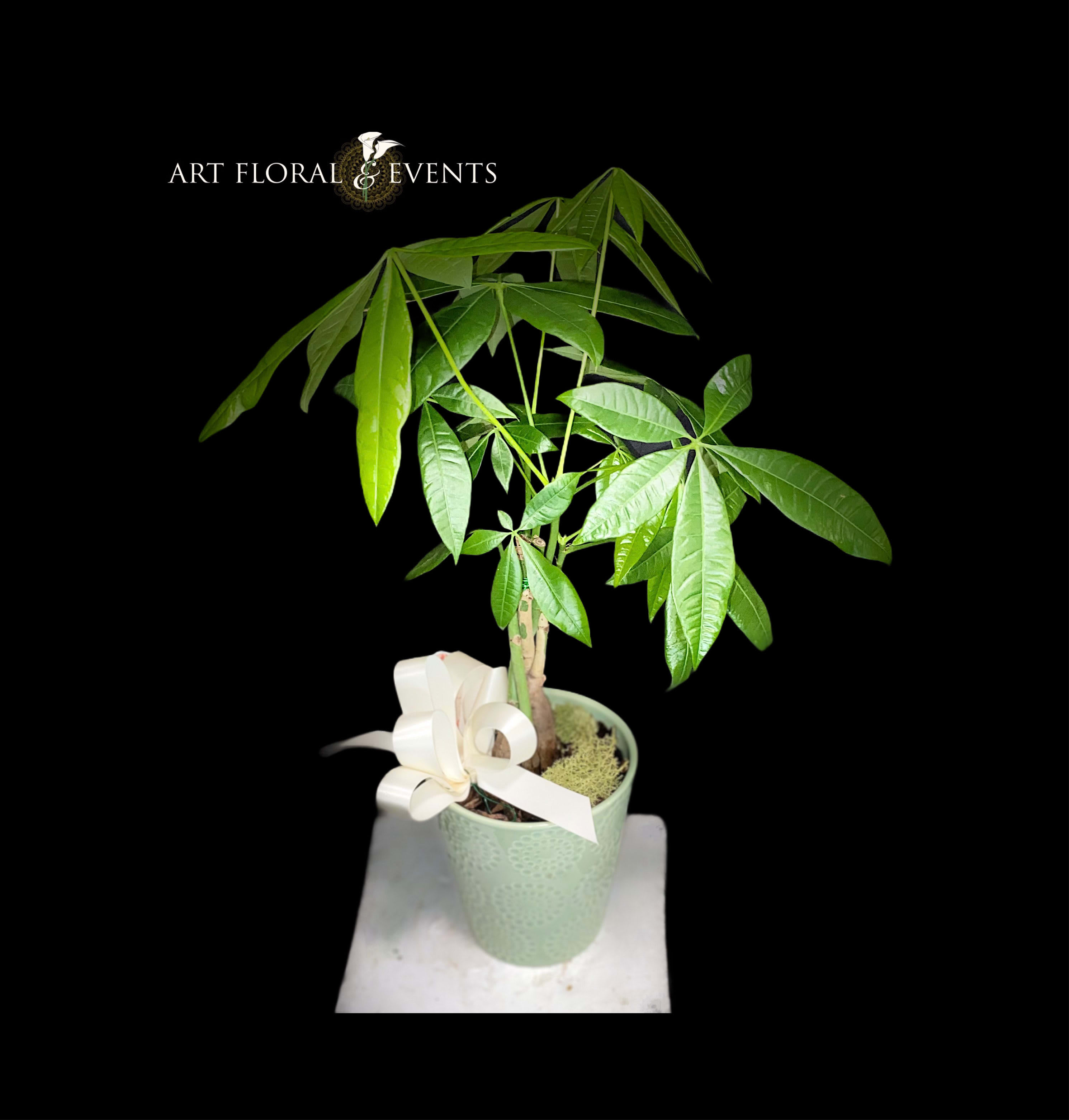 Potted money tree plant with a white ribbon in a pale green pot