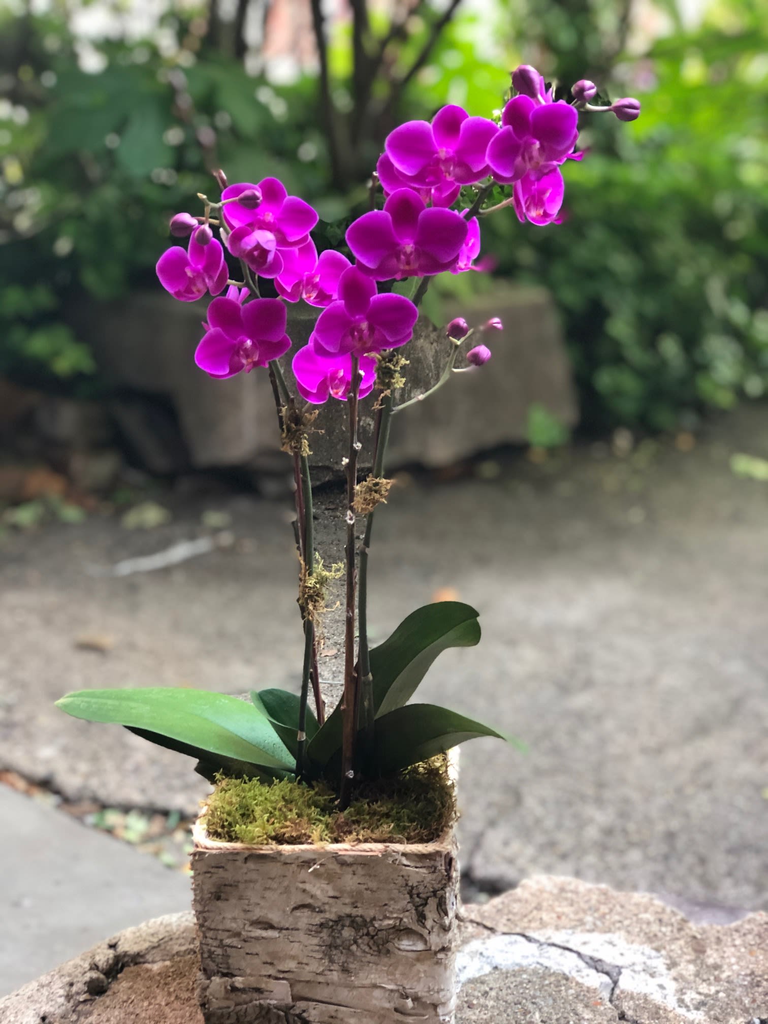 Potted purple orchid arrangement in a rustic bark container