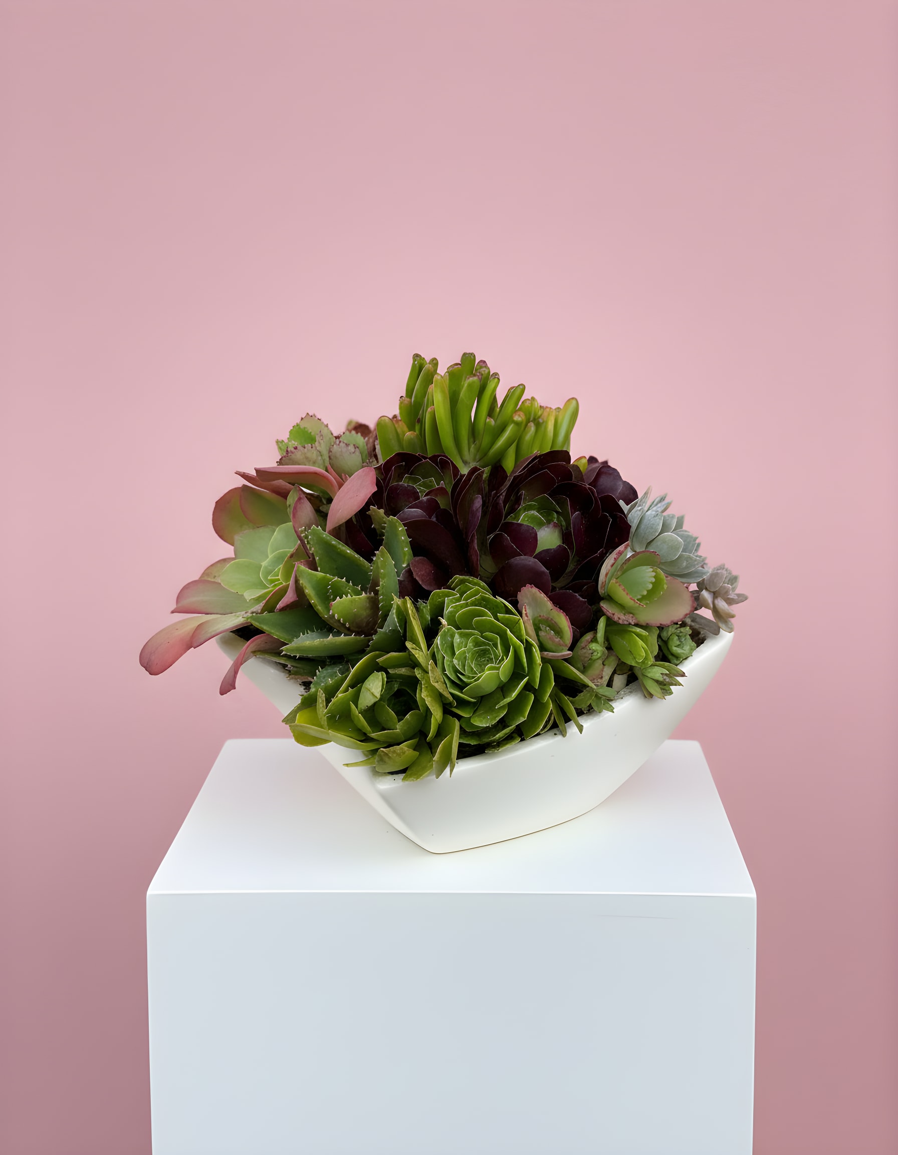 Succulent Garden - A charming succulent garden filled with hardy, low-maintenance plants that offer long lasting beauty, natural texture, and a fresh, calming presence bringing nature indoors.