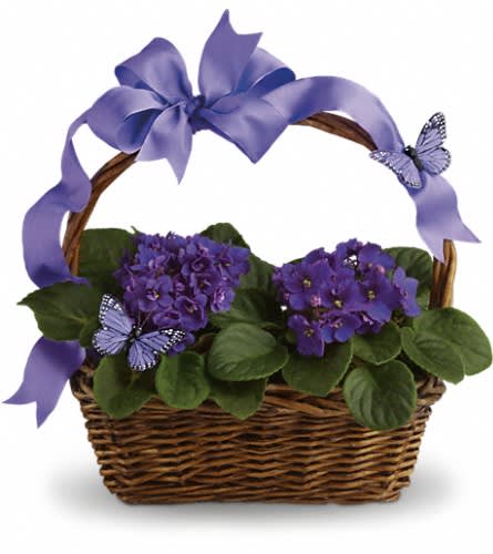 Violets And Butterflies - Velvety violets beautiful butterflies a radiant ribbon and a basketful of delight. This gift delivers so much and it's perfect for so many occasions. Think birthdays baby showers showering someone with love. When it comes to this basket it's all good! Two pretty African violet plants are nestled into a ribbon-wrapped handled basket. Lovely purple butterflies top off this wonderful gift.Approximately 14 1/2" W x 14 1/2" H Orientation: All-Around As Shown : T92-3A