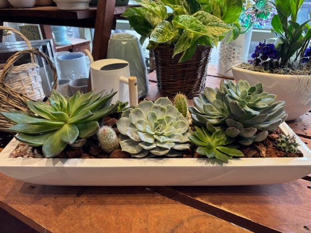 Premium Succulent Garden - A beautiful collection of succulents both large and small arranged with tiny cacti in a contemporary white container.   Perfect for coffee tables, kitchen islands or any 'perfect spot' in your finely decorated home.  A one-of-a-kind creation! 