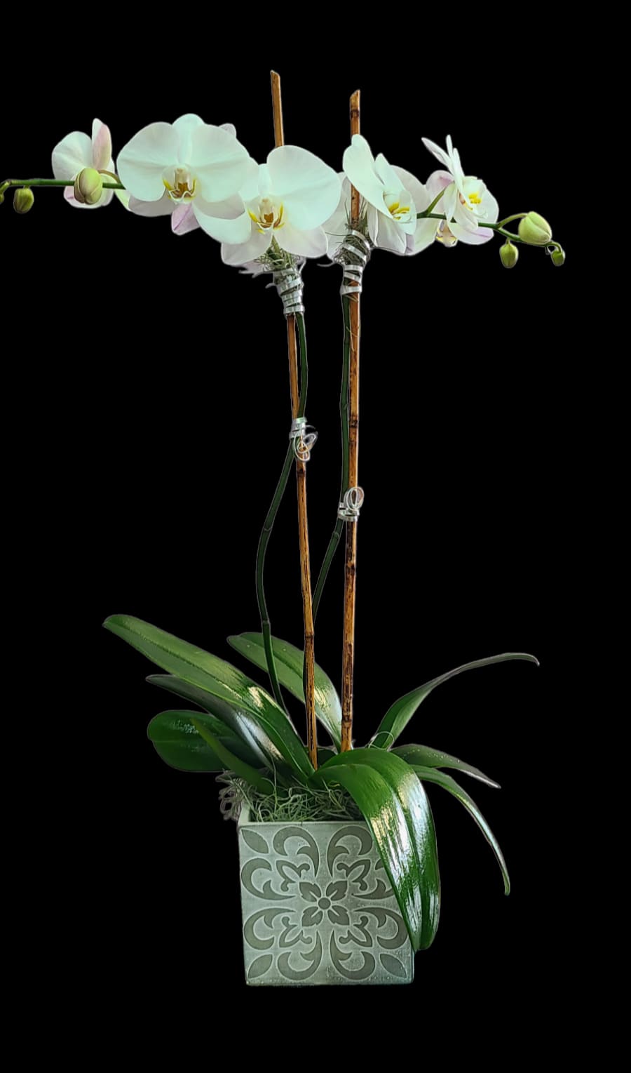 Orchid Plant Double Stem White - Planted in a ceramic base with fresh moss.  Ceramic base may vary, but will be neutral in tone.