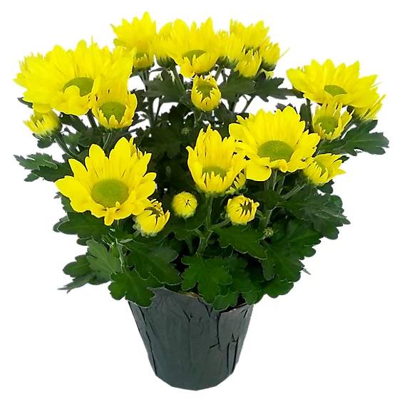 Yellow daisy bouquet in a dark wrapped pot
