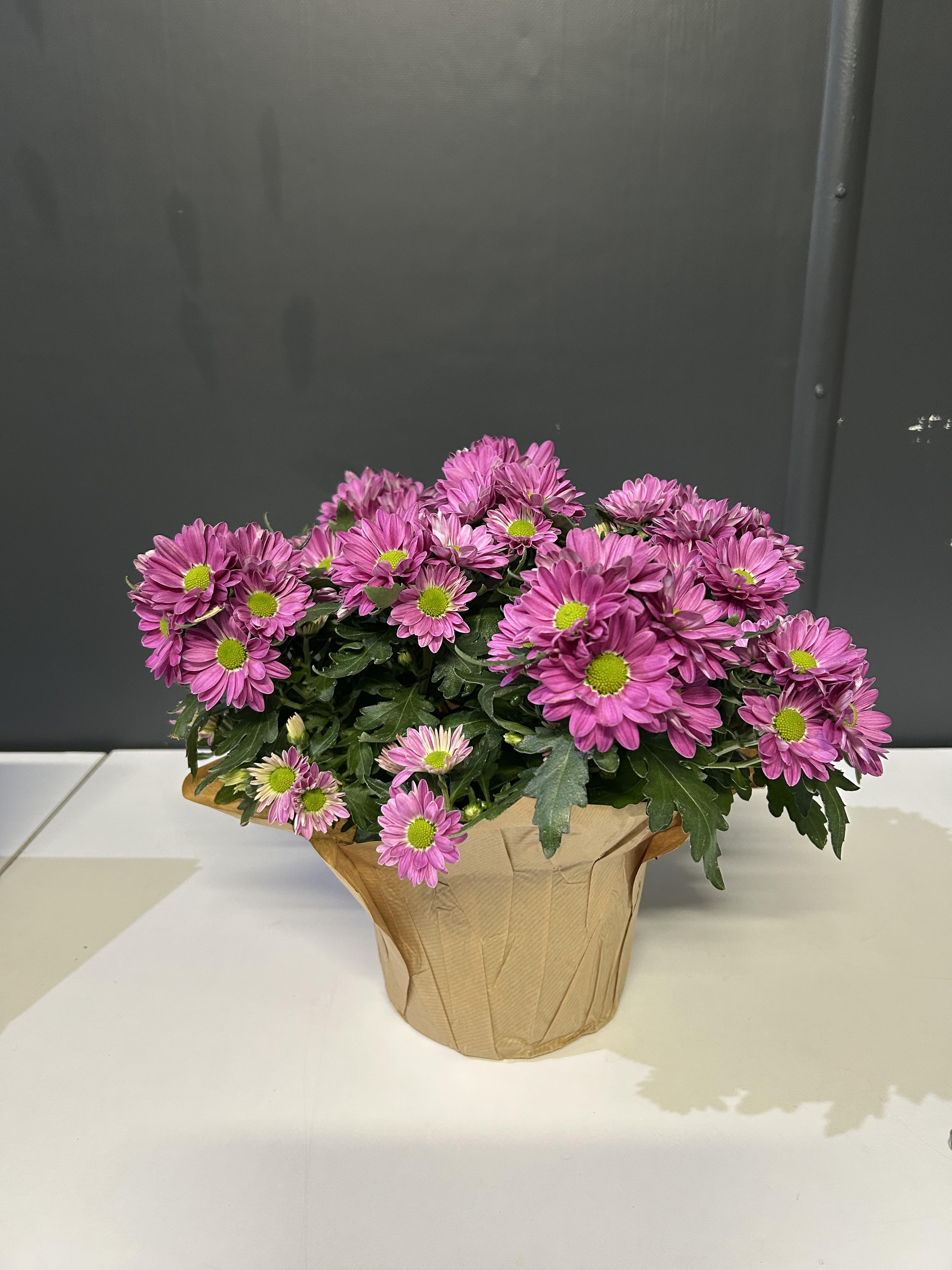 Potted arrangement of pink chrysanthemums in brown paper wrap