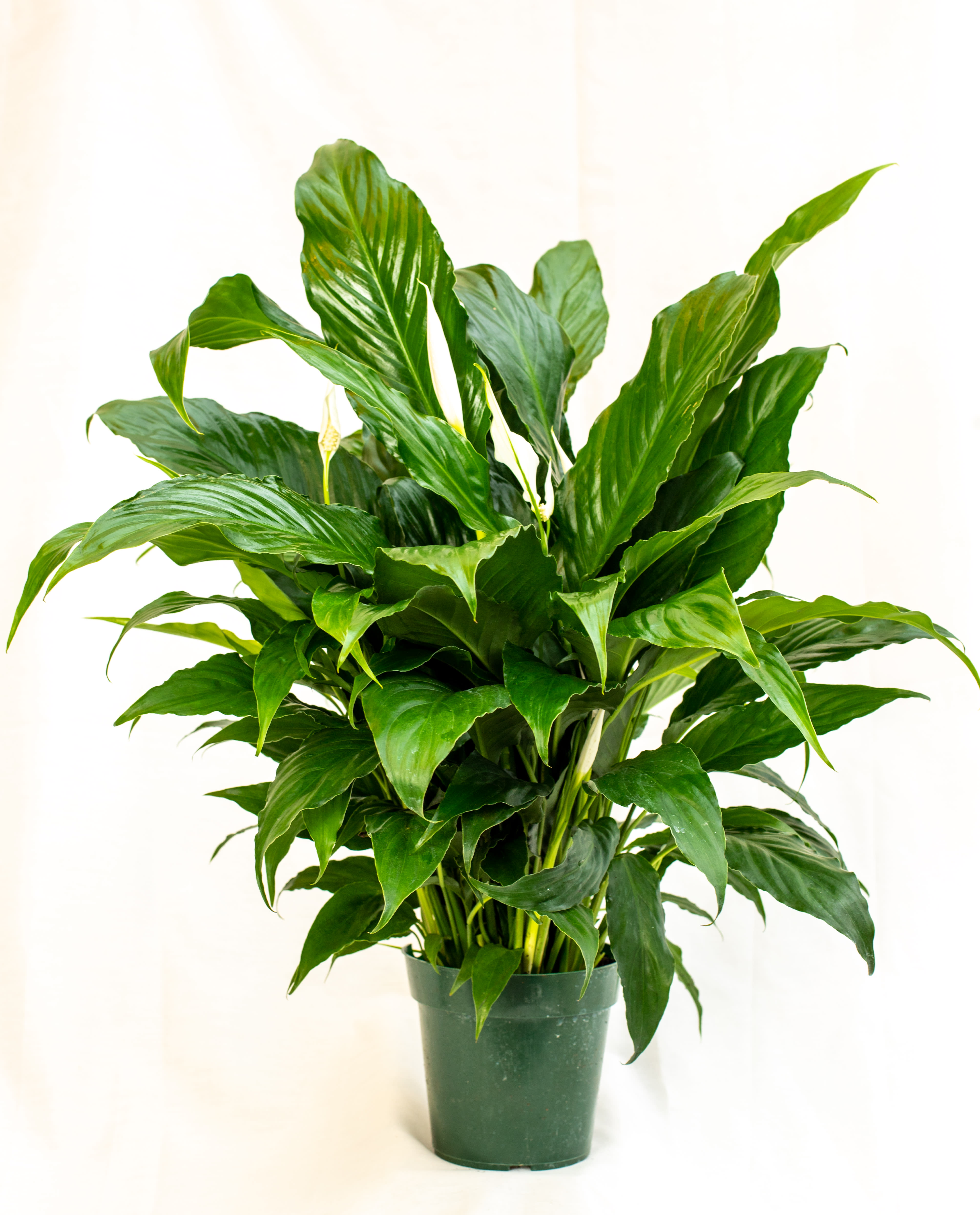 Potted peace lily plant with glossy green leaves and white blooms