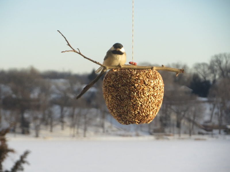 Bird perched on a hanging seed feeder outdoors in winter
