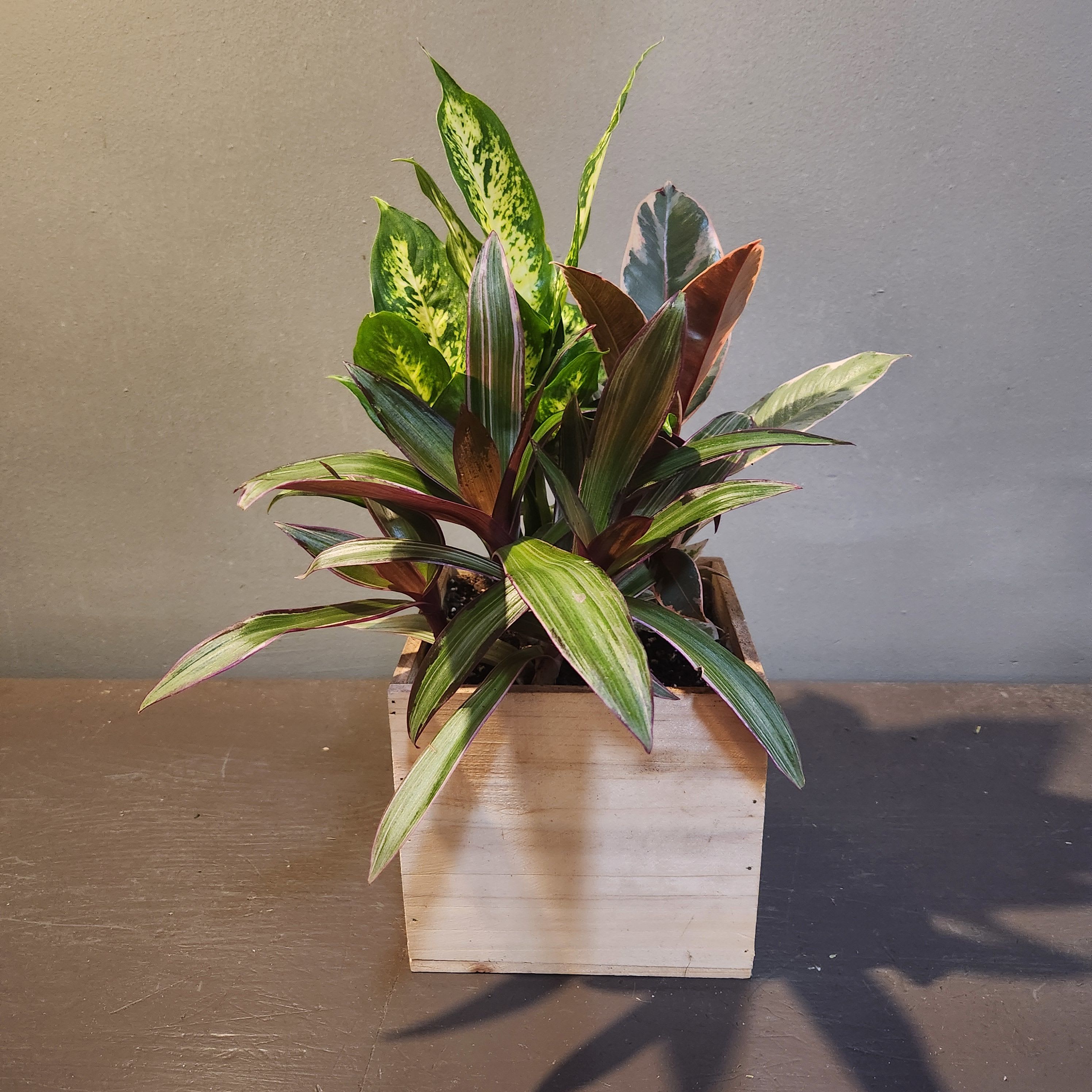 Plants: Mindful Moments Garden - A trio of rheo tri-color, ficus and diffenbachia plants in a wooden box. Perfect for any home or office. Measures approx. 17"Tx12"W.