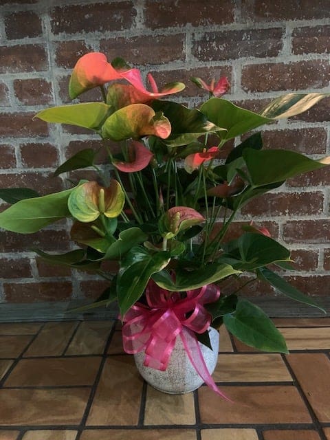 Potted anthurium plant with pink and green blooms and a pink ribbon