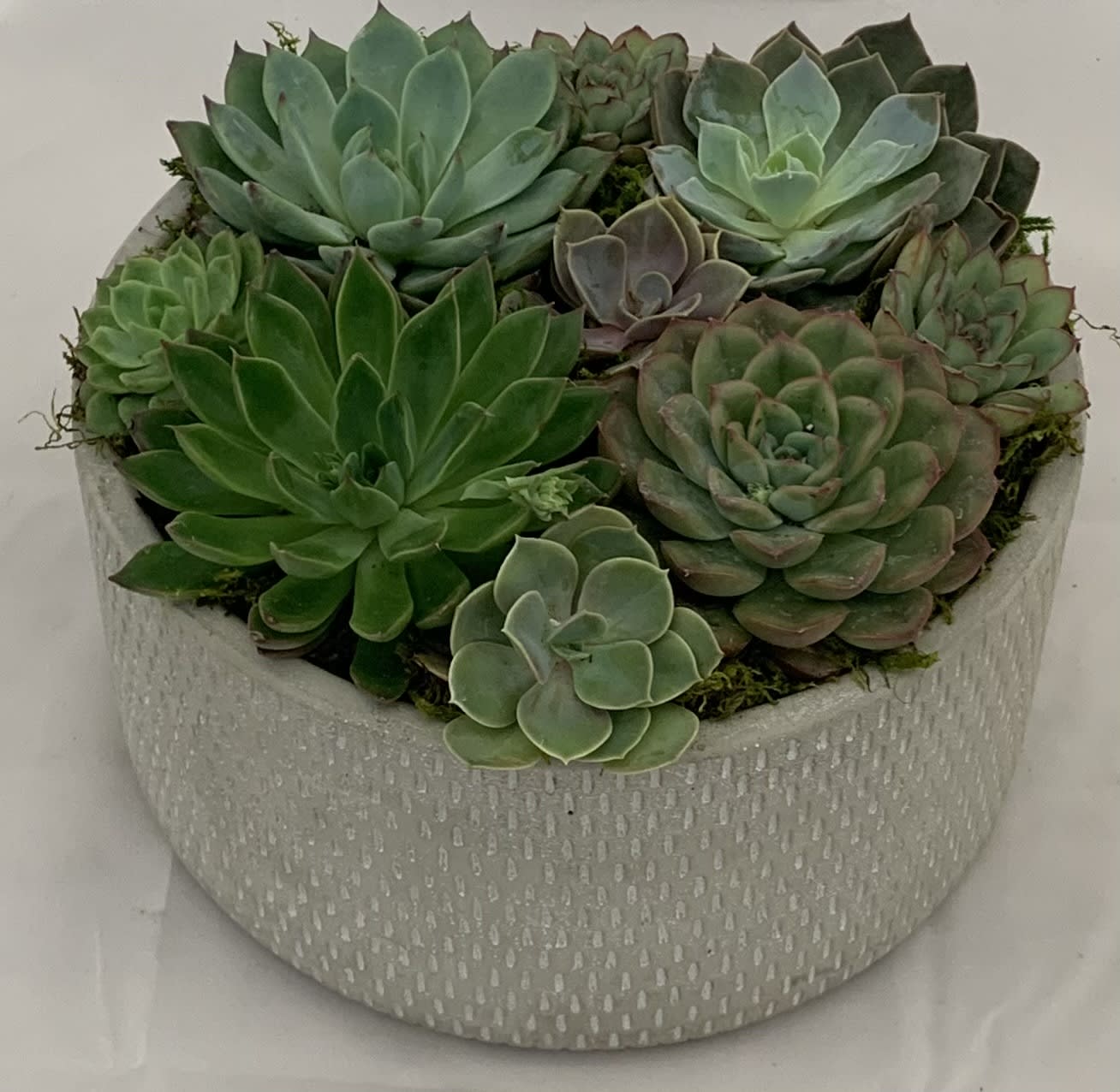 Succulent arrangement in a textured round planter