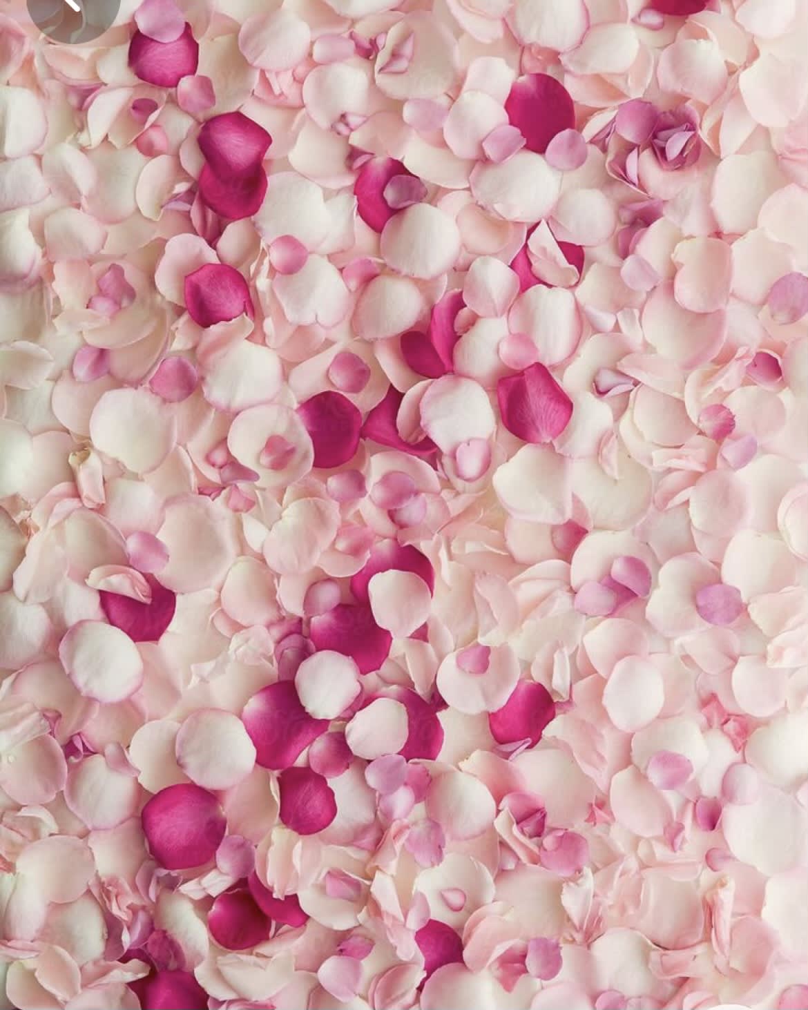 Pink and white rose petals scattered in a dense pattern