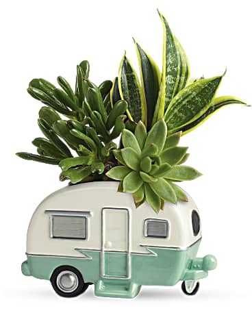 Succulent arrangement in a small camper-shaped planter