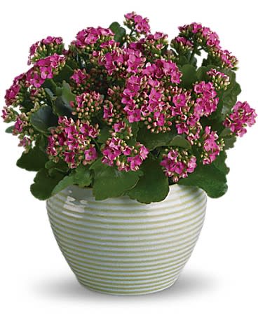 Bountiful Kalanchoe - Bountiful and beautiful the kalanchoe is one hardy plant that makes a heartfelt gift. It's hand-delivered in a crÃ¨me ribbed planter.