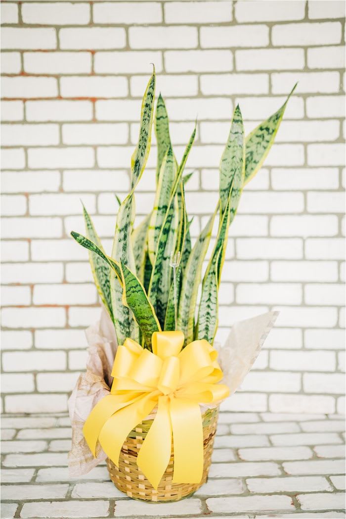 Potted snake plant in a wicker basket with a yellow ribbon