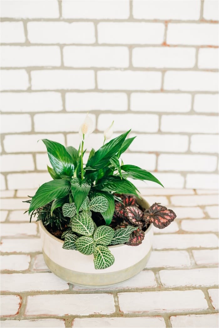 Potted plant arrangement with green and patterned foliage in a white bowl