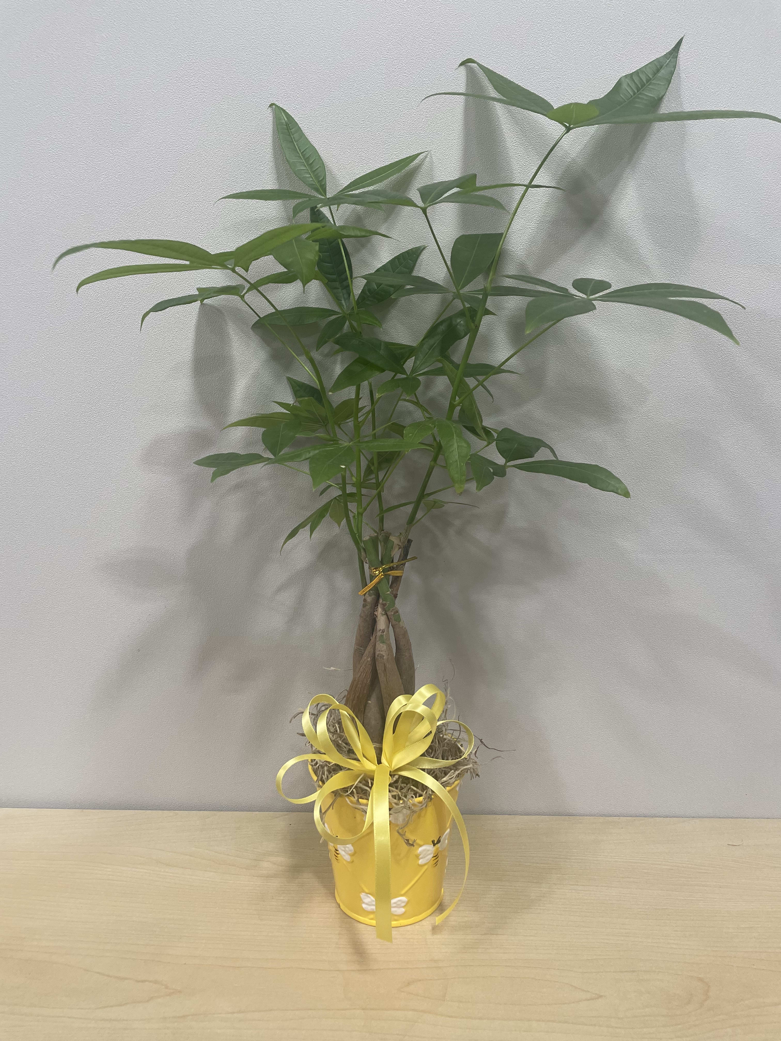Potted green plant with a yellow ribbon and decorative yellow container