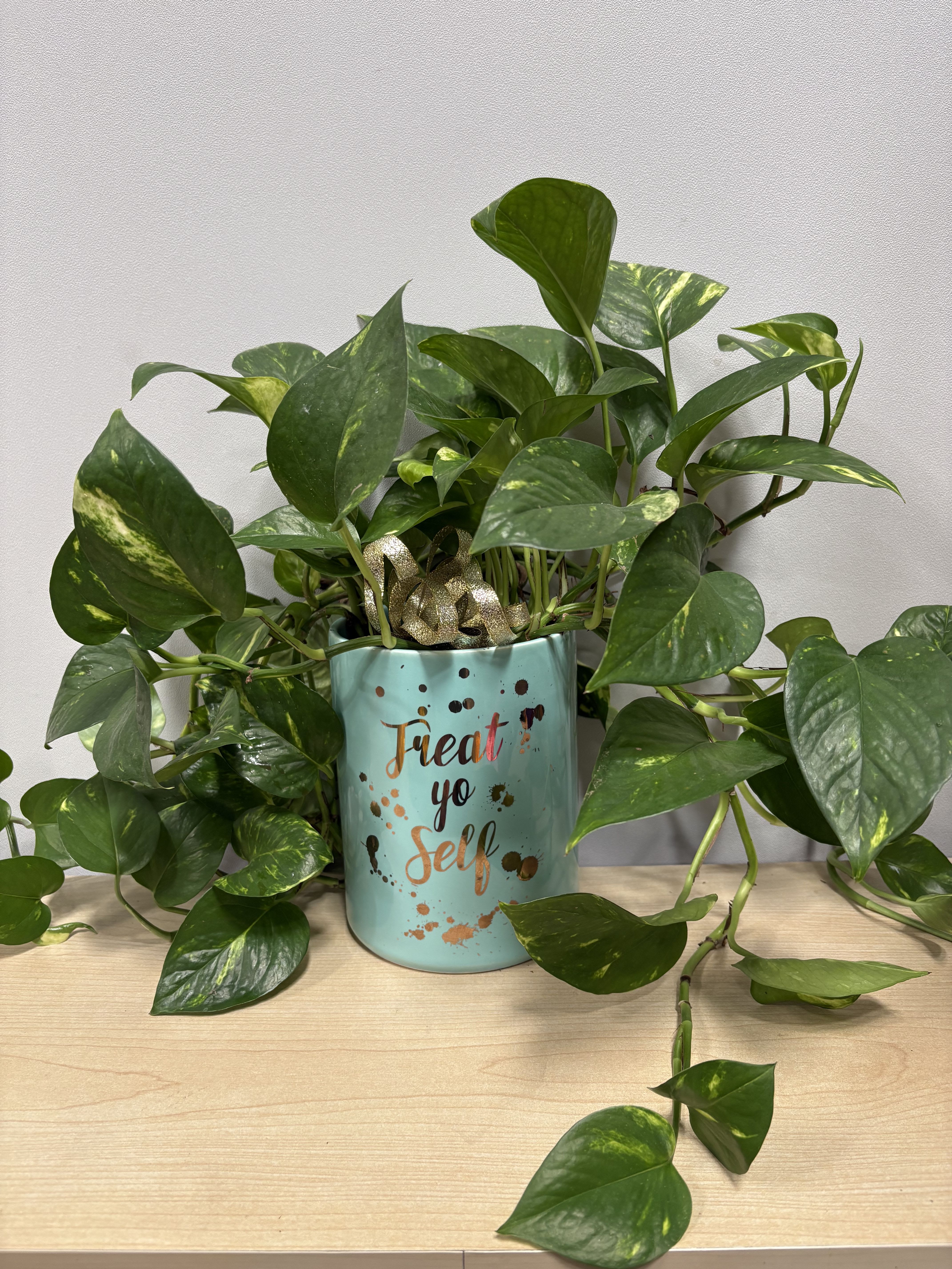 Potted pothos plant in a turquoise container with "Treat yo self" text